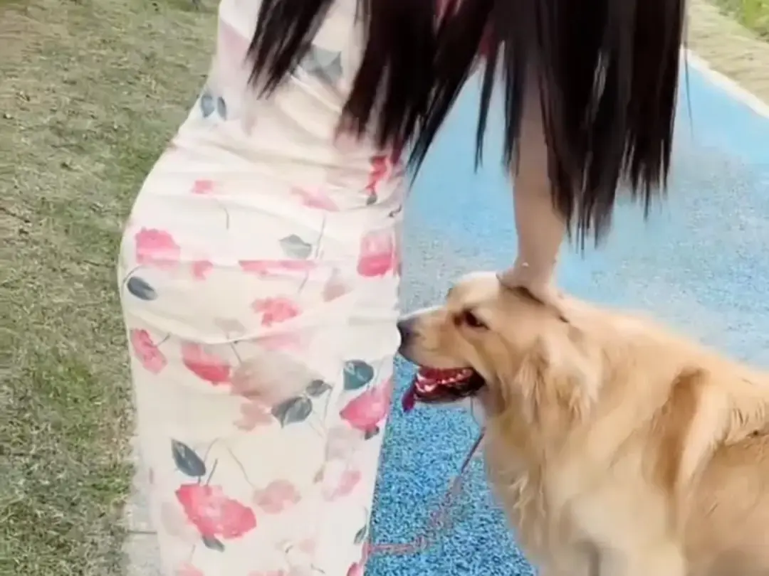 《抖音香香公主与爱犬金毛》科普视频完整版在线免费观看-抖音香香公主与爱犬直播回放资源领取-高清完整版免费观看