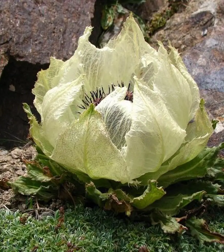 剧情片《夏日搭车客》国语完整版免费观看全集 - 夏日搭车客高清在线观看无广告 - 一场关于青春与救赎的公路漫游